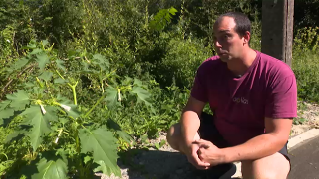 Une plante toxique pour les humains comme pour les animaux est présente en Wallonie.