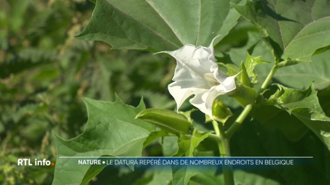 Cette plante invasive au nom mystique a des effets redoutables. Le Datura, ou Herbe du Diable, a été découvert à Hensies, près de la frontière française. Hautement toxique et hallucinogène, il intrigue autant qu'il inquiète. Une alerte a été lancée, et les autorités appellent à la vigilance.