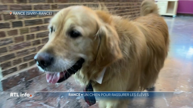 À l'Institut technique David Lachman de Rance dans la botte du Hainaut,

 Alfie, un golden retriever de 7 ans, accompagne les élèves de 1re pendant leur semaine d'intégration. Il les réconforte et est d'ailleurs devenu un peu la mascotte de l'école.