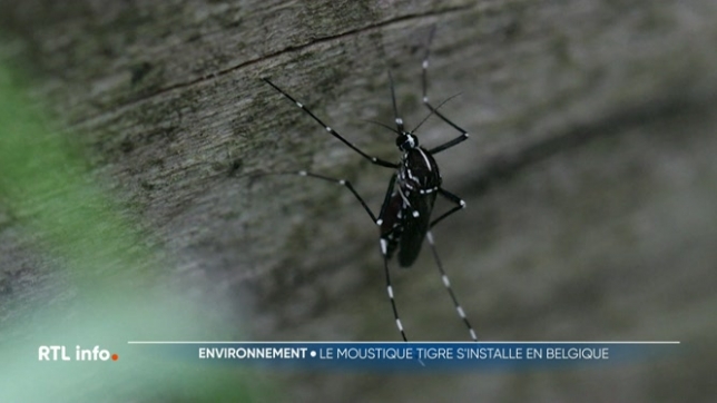 La présence du moustique tigre a été confirmée dans sept communes belges. Ces insectes, capables de survivre à l'hiver, sont vecteurs de maladies. Plusieurs communes ont déjà pris des mesures pour lutter contre leur propagation.