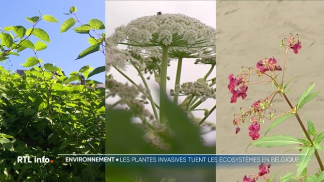 C'est la saison des plantes invasives, qui menacent la biodiversité. En Belgique, 150 espèces sont recensées. Vous en croisez peut-être chaque jour. Quels sont leurs effets sur la faune et la flore, et comment les contrôler ?