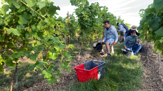 vendanges.jpg