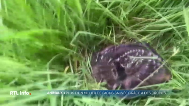 Grâce à l'ASBL Sauvons Bambi, plus d'un millier de faons ont échappé aux lames des machines agricoles cette année. Une mission de sauvetage high-tech, menée en Belgique et au Luxembourg pour protéger les plus fragiles au moment le plus critique de leur vie.