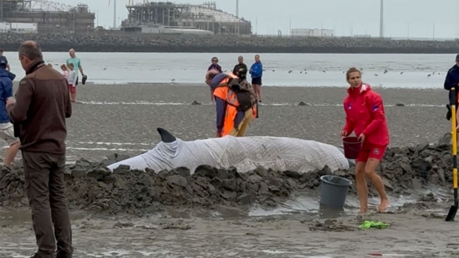 Rorqual échoué à Knnokke Heist