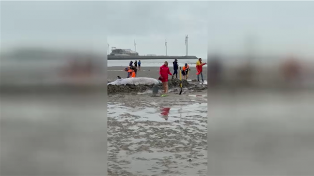 Un jeune rorqual de 6 mètres de long échoué sur la plage à Knokke-Heist