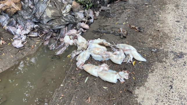 Un dépôt sauvage de poulpes.