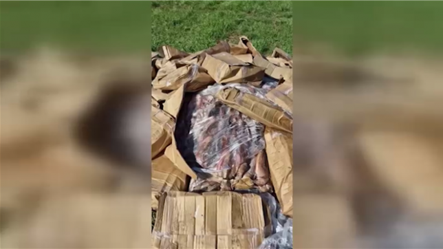 À Mons, plus de deux etonnes de poulpes ont été abandonnées dans une rue, à Mons. Et ce n’est pas la première fois que des dépôts de mollusques sont retrouvés dans la région.