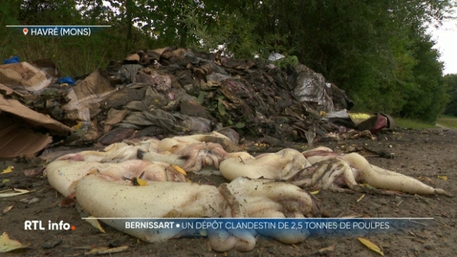 Plusieurs dépôts sauvages particulièrement interpellants ont été recensés dans à bernissart. Il s'agit notamment de mollusques, de crustacés, de poulpes et autres seiches. L'AFSCA soupçonne un transporteur dont la marchandise avait été interdite de commercialisation.