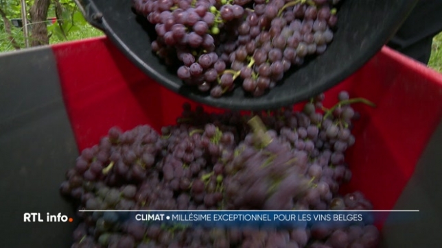 Les bénévoles ont commencé à récolter le raisin dans un vignoble d'Eben-Emael (Bassenge) Les vendanges sont prometteuses, ce qui augure probablement d'une belle quantité de bouteilles et d'un vin de très bonne qualité.