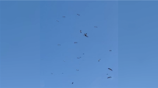 Xavier a filmé un joli moment offert par une colonie de cigognes.