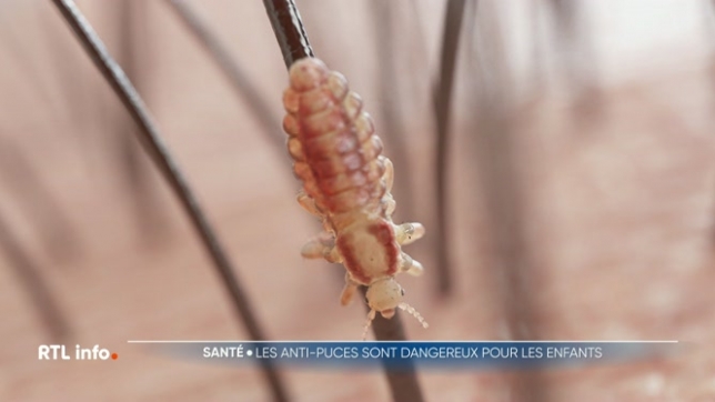 Avec la rentrée des classes, les poux font leur retour sur la tête des enfants, et certains parents utilisent parfois des solutions trop radicales pour s’en débarrasser : des insecticides destinés aux chiens et aux chats.