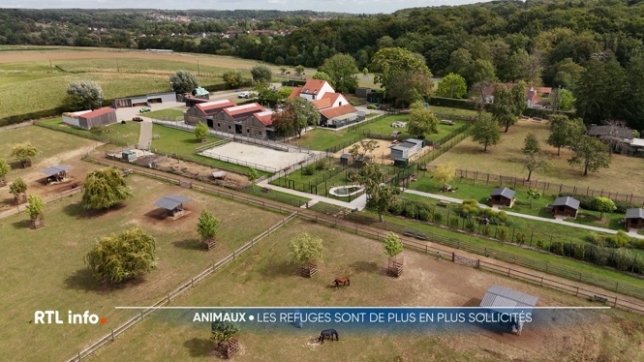 L'association Help Animals ouvre son troisième refuge pour faire face à l'afflux croissant d'animaux et à la hausse des saisies, en constante augmentation depuis cinq ans. Il s'agit principalement d'animaux de ferme abandonnés.