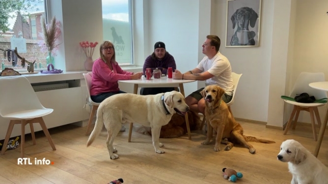 Suite à la tendance des bars à chats, les propriétaires se sont lancés dans cette aventure insolite avec tout de même une différence : ici, ce sont les clients qui emmènent leurs propres chiens.