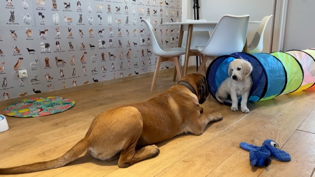 Ce bar à chiens propose un menu adapté tant pour le maître, que pour son chien, mais aussi un service de crèche canine.