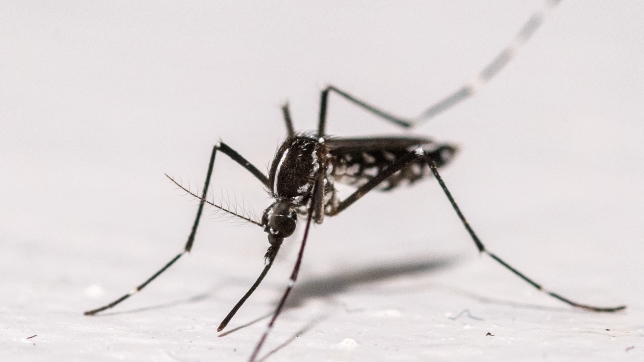 Belgaimage-131461075 (1).jpg