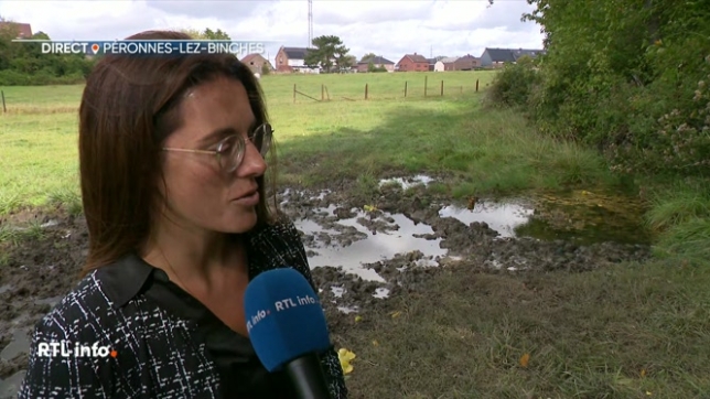 Un crapaud alyte accoucheur pourrait bien perturber le chantier de lotissement au pied du terril Sainte-Marguerite.