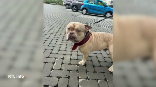 Une femme, empêchée d’embarquer avec son chien sur un vol, a décidé de partir en vacances sans lui. L’animal, un American Bully, a été envoyé seul en taxi au refuge Veeweyde à Anderlecht, ce qui a provoqué l'indignation.