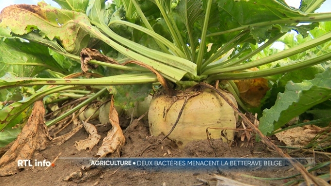 La récolte s'annonce très bonne cette année, avec une bonne teneur en sucre dans les betteraves. Seule ombre au tableau, une bactérie qui sévit en Allemagne et qui serait en train de se rapprocher de la Belgique. Explications.