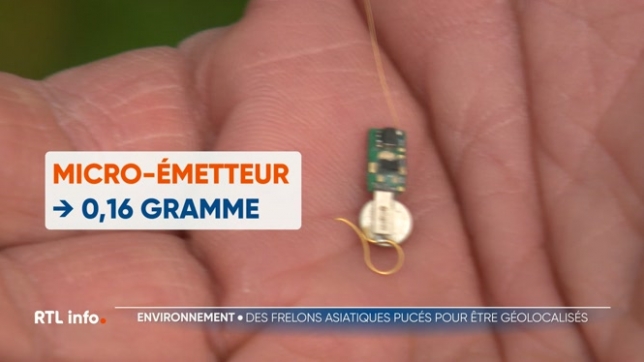 Pour lutter contre les frelons, la Wallonie utilise une technique qui se révèle assez efficace: capturer un frelon et le munir d'une puce pour géolocaliser le nid.