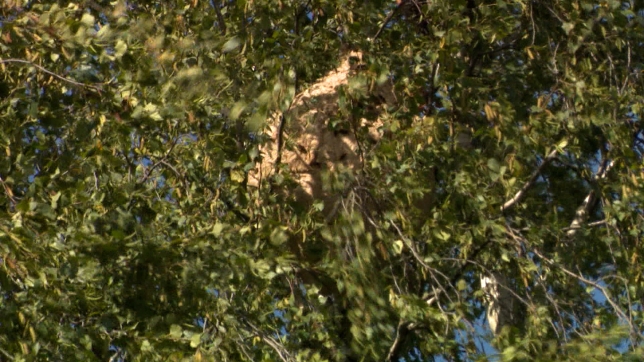 RTL INFO 19h Clean.19_28_08_18.Still004.jpg