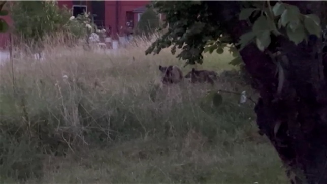 Ils ravagent les jardins: des sangliers aperçus à Dampremy.