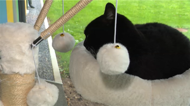 L'école communale de Rotheux doit se séparer de son chat après une décision de la commune de Neupré.