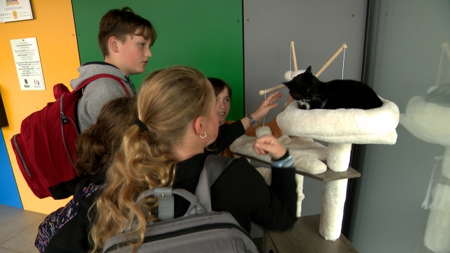 chat  école   mm me.00_34_22_01.Still003.jpg