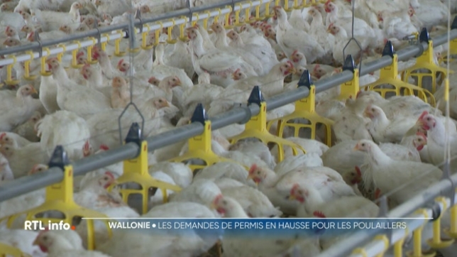 En Wallonie, les demandes de permis pour la construction de nouveaux poulaillers sont de plus en plus nombreuses. Une tendance qui s'explique notamment par le succès du poulet de chair, une viande de plus en plus prisée des consommateurs.