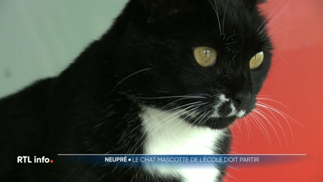 ll s'appelle School Cat et, depuis 10 ans, ce chat a élu domicile dans une école de Neupré. Récupéré dans la rue, il est devenu la mascotte des élèves. Mais depuis peu, la bourgmestre a décidé que l'hébergement de ce chat devait être encadré par un règlement pour des raisons de sécurité.