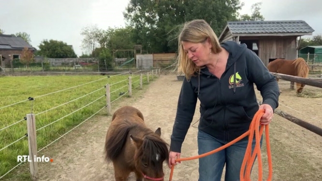 Un refuge de Sombreffe lance un appel à l'aide; Equi Rêve soigne 28 chevaux et poneys, mais ne bénéficie d'aucun subside et ne pourra bientôt plus payer ses frais.