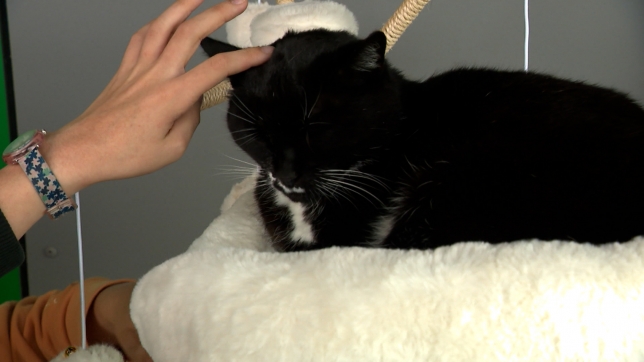 RTL INFO 13h Clean.13_13_31_10.Still005.jpg