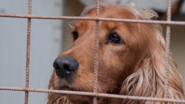 Les chiens d’assistance ou de thérapie doivent suivre une formation adaptée et faire l’objet d’une supervision.