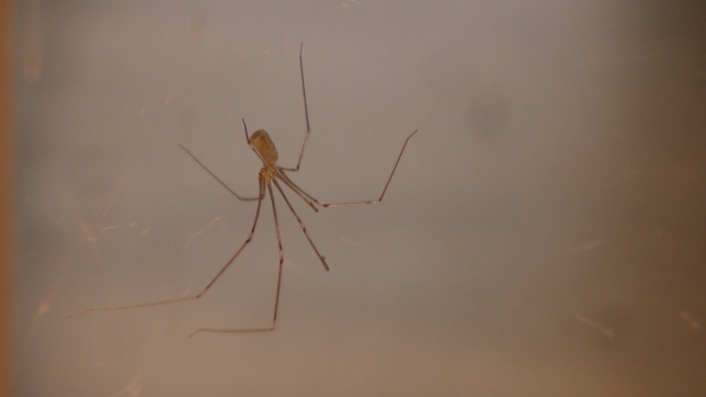 Les trois espèces les plus présentes dans nos maisons sont la fausse veuve noire, le pholque, et la tégénaire.