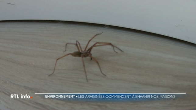 Comme chaque année en début d'automnes, les araignées entrent dans les maisons. Parfois effrayantes, sont-elles vraiment dangereuses pour l'homme ? Explications.
