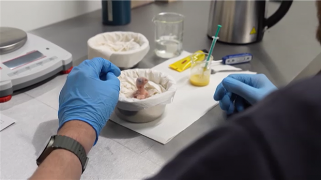Un ara de Spix, espèce disparue depuis 25 ans et rendue célèbre par le film Rio, est né à Pairi Daiza. Une première en Belgique, symbole d’espoir pour la sauvegarde de cet oiseau mythique.
