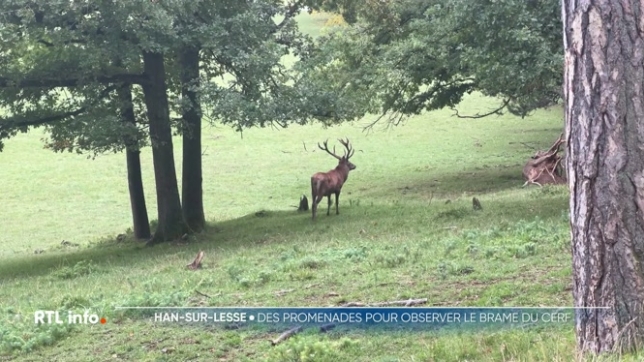 C'est la saison du brame du cerf, et donc le moment idéal pour venir écouter les cris rauques des grands cerfs dans nos forêts. Le domaine des Grottes de Han organise des promenades pour profiter de ces instants magiques au petit matin, et en toute discrétion.