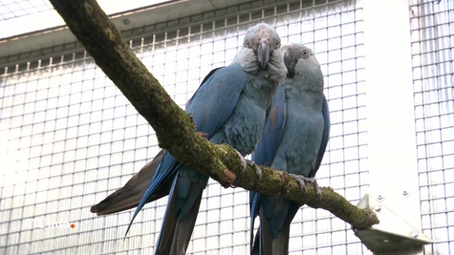 Le tout 1er Ara de Spix est né au centre de conservation des espèces d’oiseaux menacées de Pairi Daiza. Il aura afallu 101 tentatives de fécondation pour permettre la naissance de l'oisillon, lequel est nourri toutes les 2H. Cet espèce issue du Brésil est éteinte à l'état sauvage depuis 25 ans.
