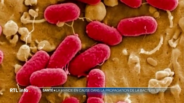 On sait comment s'est propagée la bactérie E-Coli STEC qui avait contaminé des dizaines de résidents dans 11 maisons de repos. La source de contamination la plus probable serait de la viande hachée crue. L'épidémie avait causé 9 décès et rendu malade une septantaine de personnes.