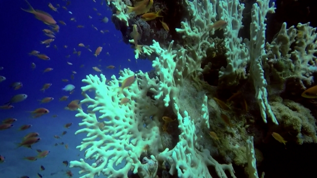 ACIDITE OCEANS.00_00_09_20.Still001.jpg