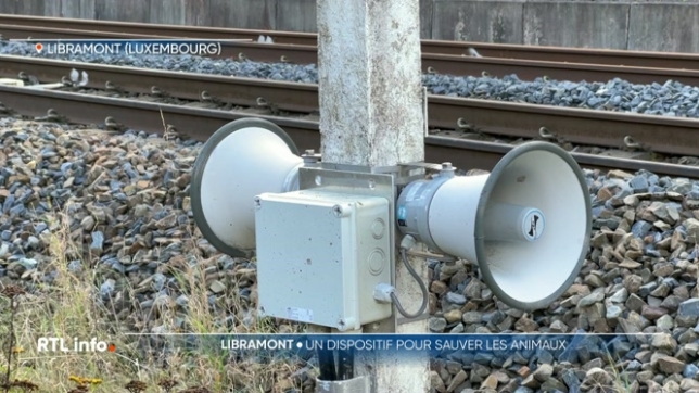 Infrabel, le gestionnaire de l'infrastructure ferroviaire, a inauguré un dispositif sonore destiné à prévenir les accidents avec le gibier sur la ligne Namur-Luxembourg, entre Libramont et Hatrival. Des projets pilotes similaires ont réduit de 85% le nombre d'animaux heurtés au Japon et en Pologne.