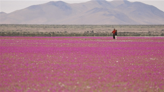 Des milliers de fleurs colorées recouvrent la surface du désert d’Atacama, situé dans le nord du Chili. Ce phénomène, connu sous le nom de «désert fleuri», se produit certaines années lorsque les précipitations et les températures coïncident, réveillant les graines dormantes. «C’est incroyable qu’un peu d’eau sur cette terre qui semblait infertile en temps normal, et quelques gouttes seulement, puissent produire cela», déclare Lilian Herrera, venu admmirer la profusion de couleurs.