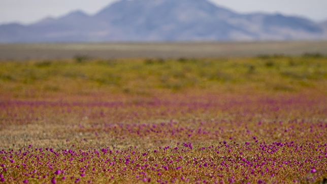 Floraison dans le désert d’Atacama