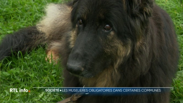 Plusieurs communes de la province de Liège imposent désormais le port de la muselière aux chiens dans la rue lors des marchés ou animations rassemblant du public. C