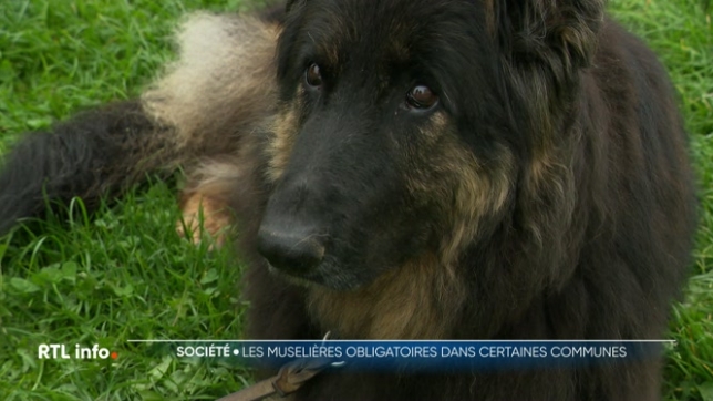 Plusieurs communes de la province de Liège imposent désormais le port de la muselière aux chiens dans la rue lors des marchés ou animations rassemblant du public. C'est le cas d'Amay, Engis, Saint-Georges, Wanze, Villers-le-Bouillet et Verlaine.