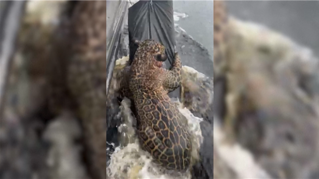 Un jaguar visiblement blessé par arme à feu a été secouru par des membres de la police militaire et du secrétariat de la protection animale de l'Etat d'Amazonie (SEPET) dans les eaux du Rio Negro, au Brésil.