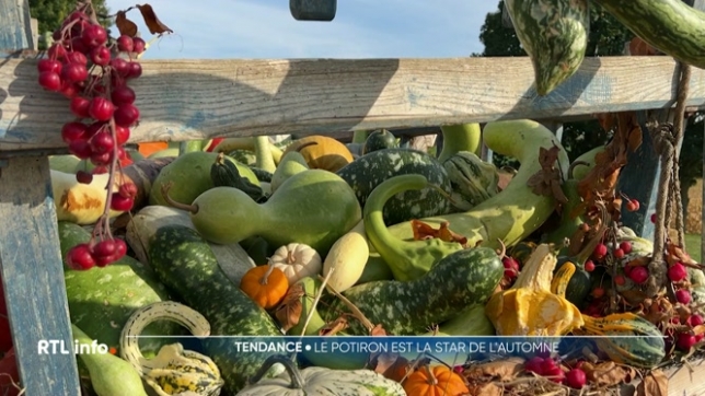 Que ce soit en décoration, en soupe, en dessert, et même en arôme dans le café, les potirons sont partout et se déclinent de toutes les façons.