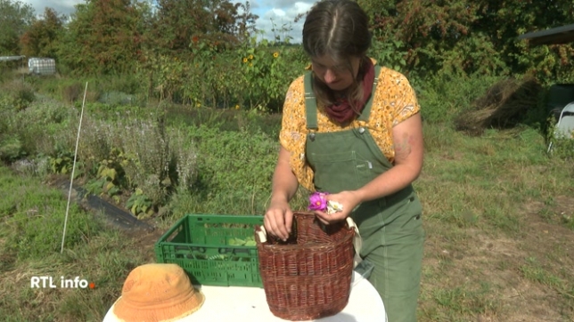 A Eghezée, une femme cultive des dizaines de plantes dans son champ. Elle les connait par coeur et les assemble avec précision pour créer des tisanes et infusions locales.