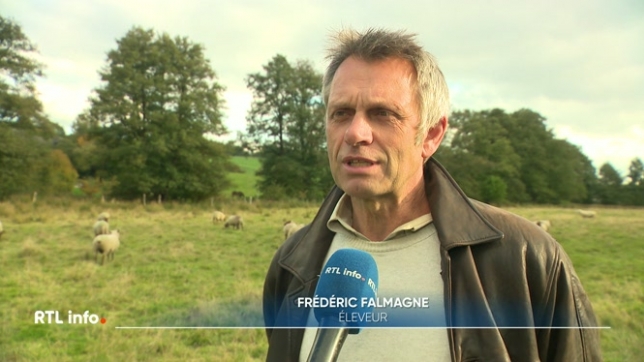 Le jeune loup a été observé depuis le mois d'août dans le grand massif de Saint-Hubert. Il a attaqué plusieurs élevages de la région. Les éleveurs s'équipent pour sécuriser leurs animaux, pour une meilleure cohabitation.