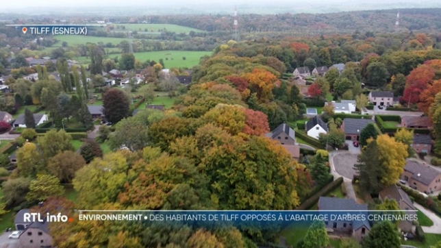 Victoire pour les habitants de Tilff qui se trouvent à côté d'une zone boisée. Il était question d'abattre une grande partie de ce massif pour replanter d'autres variétés d'arbres, ce qui a suscité une levée de boucliers pour protéger ces arbres parfois centenaires.