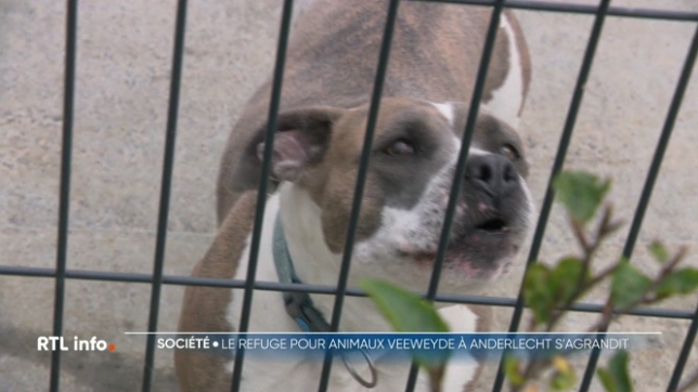 Le refuge pour animaux de Veeweyde d'Anderlecht (Bruxelles) dispose désormais de toutes nouvelles infrastructures. Les bâtiments ont été repensés pour être plus pratiques.